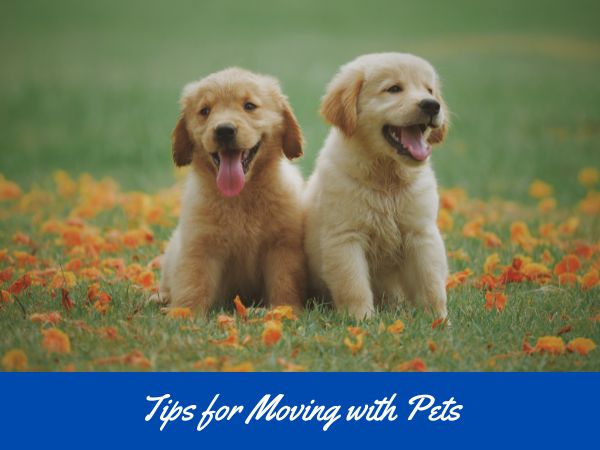 tips for moving with pets