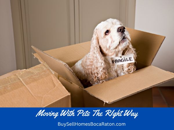 Moving With Pets The Right Way