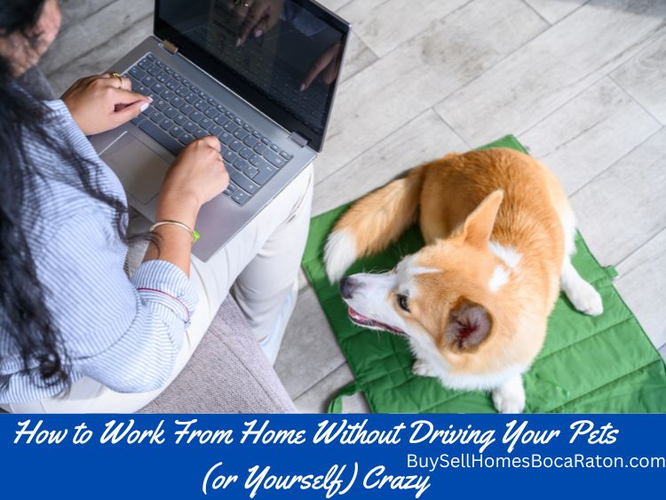 how to work from home without driving your pets or yourself crazy